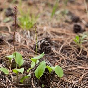 Tamayorkis slangenhuidpatroon in paars en beige met stippen en textuur.