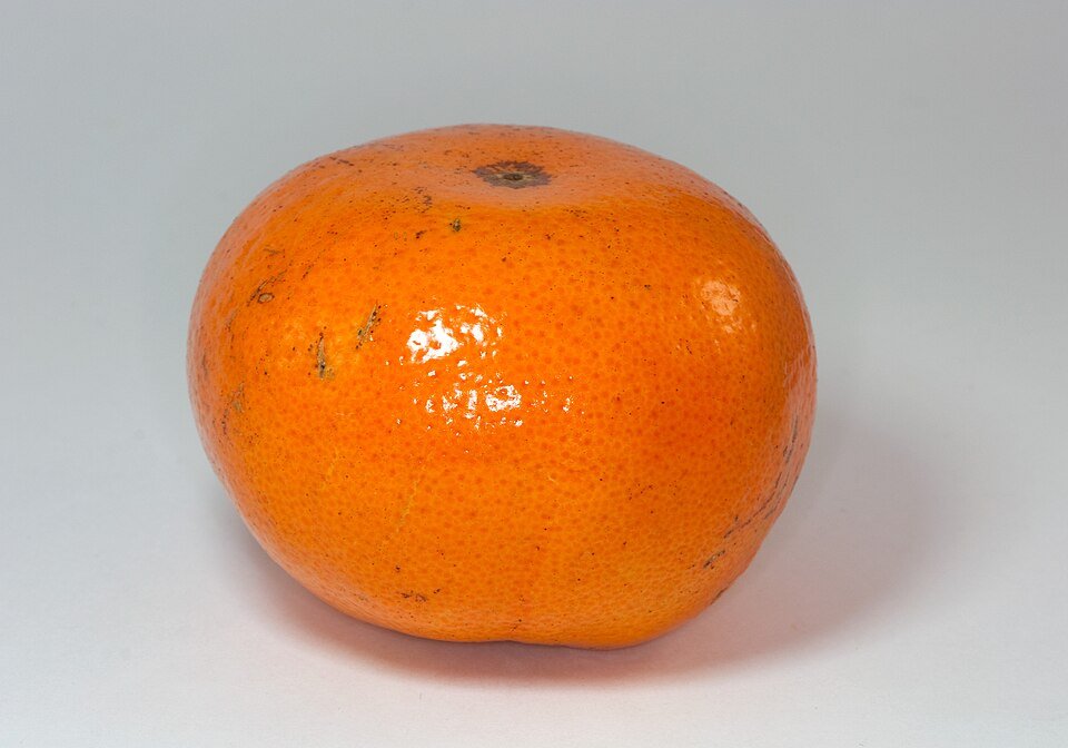 Rijpe Citrus ×tangerina op boom met oranje vruchten en groene bladeren.