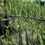 Taxodium ascendens boom met groene naalden en slanke vorm.