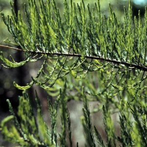 Taxodium ascendens boom met groene naalden en slanke vorm.