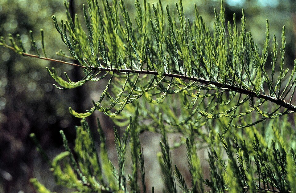 Taxodium ascendens boom met groene naalden en slanke vorm.