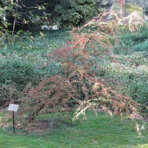 Taxodium mucronatum boom met groene naaldachtige bladeren in Jardin des Plantes de Paris.