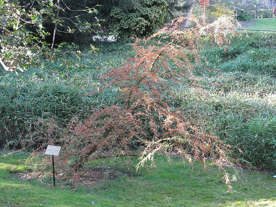 Taxodium mucronatum boom met groene naaldachtige bladeren in Jardin des Plantes de Paris.