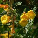 Bloeiende oranje Tecoma fulva plant met groene bladeren.