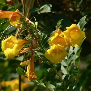 Bloeiende oranje Tecoma fulva plant met groene bladeren.