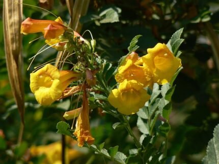Bloeiende oranje Tecoma fulva plant met groene bladeren.