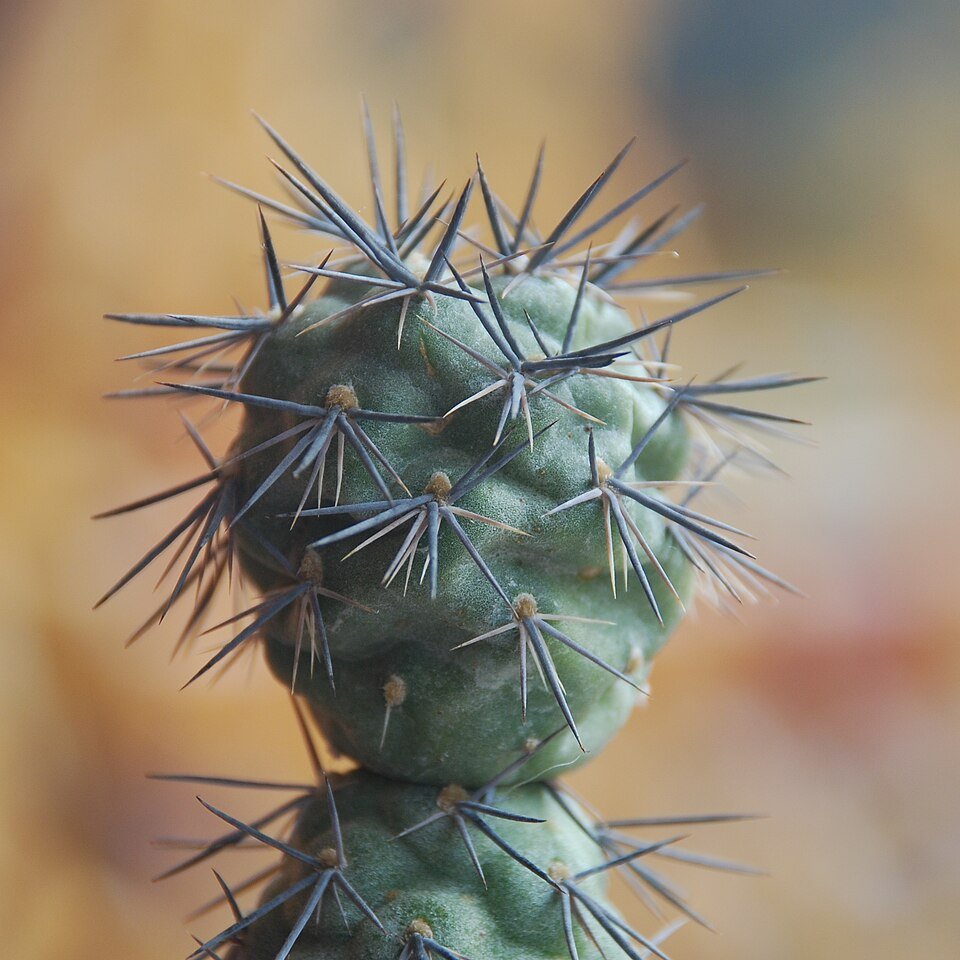 Tephrocactus alexanderi cactus met cilindrische stengels en gele bloemen.