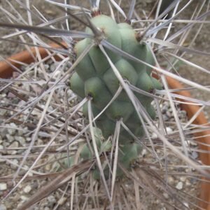 Tephrocactus plant met lange stekelige stelen en heldergroene cilindervormige segmenten in een pot.