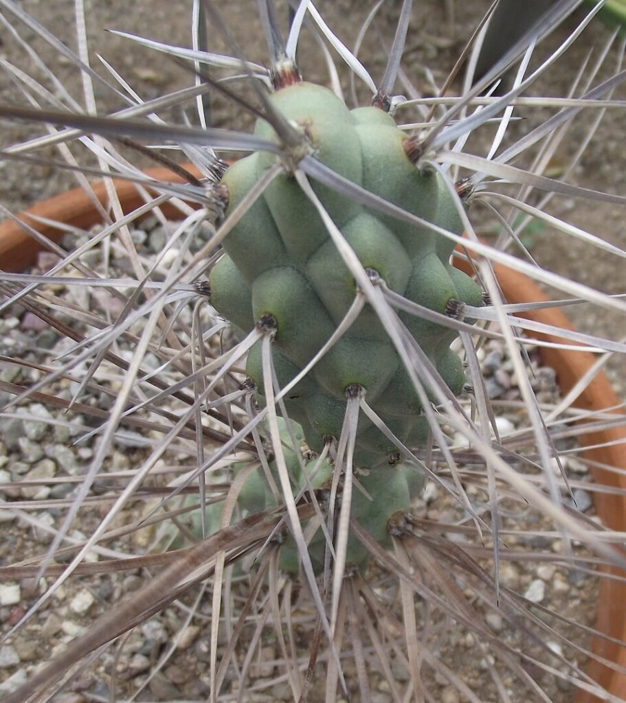 Tephrocactus plant met lange stekelige stelen en heldergroene cilindervormige segmenten in een pot.