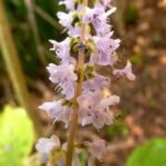 Tetradenia riparia bloeiende plant in witte bloei tegen groene bladeren.