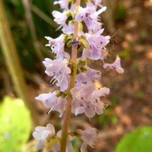 Tetradenia riparia bloeiende plant in witte bloei tegen groene bladeren.