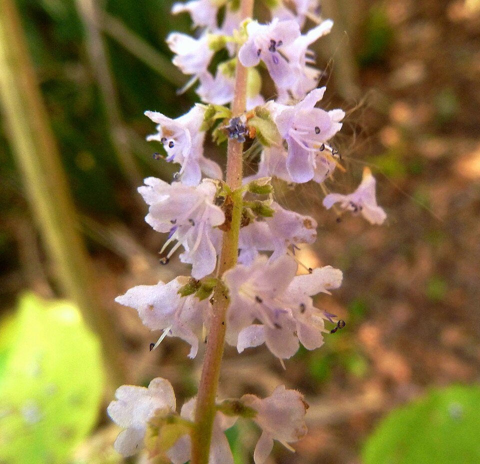 Tetradenia riparia bloeiende plant in witte bloei tegen groene bladeren.