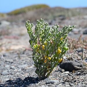 Tetraena fontanesii plant met kleine groene bladeren en rode bessen.