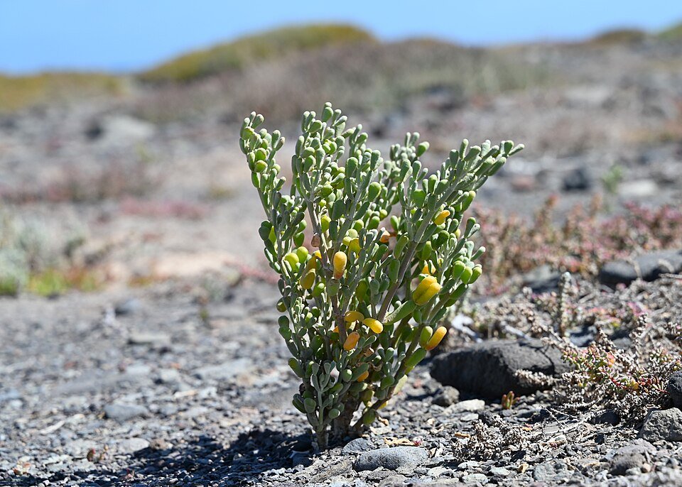 Tetraena fontanesii plant met kleine groene bladeren en rode bessen.