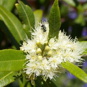Tetragonula carbonaria bij Bachkousia citriodora, Palm Beach, Gold Coast.