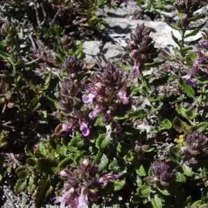 Echte gamander plant op kalkrijke grond, winterhard.