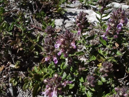 Echte gamander plant op kalkrijke grond, winterhard.