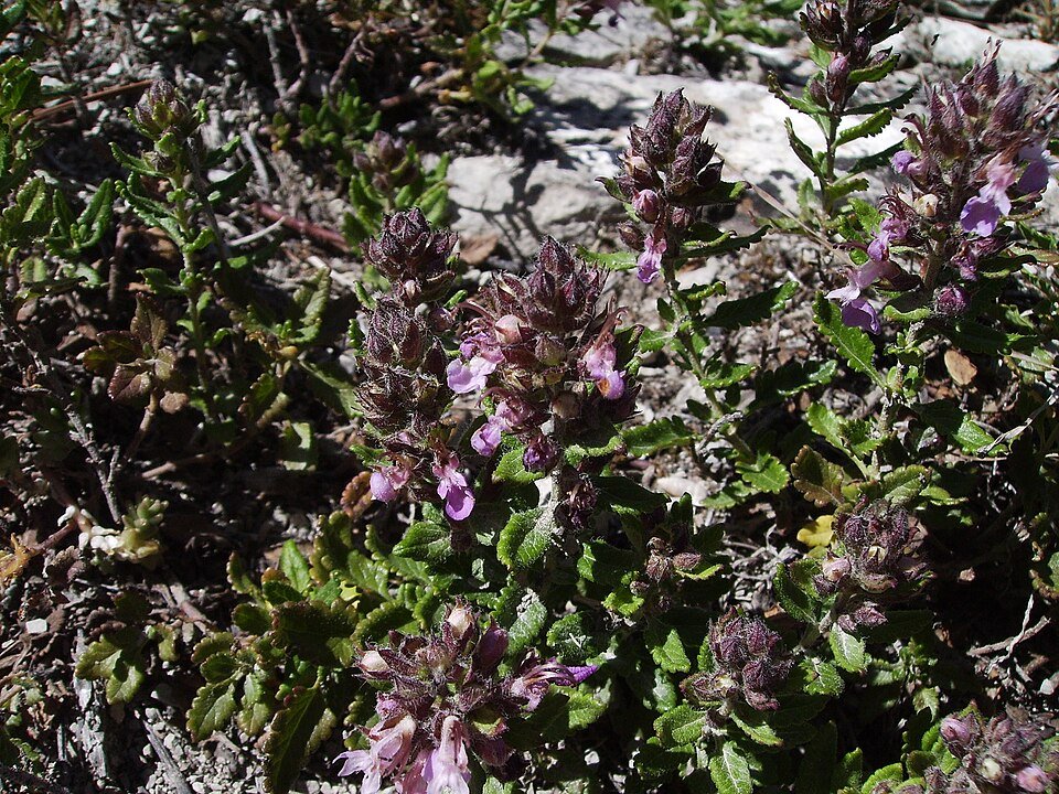 Echte gamander plant op kalkrijke grond, winterhard.