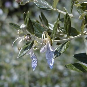 Teucrium fruticans struik met zilvergrijs blad en lila bloemen.