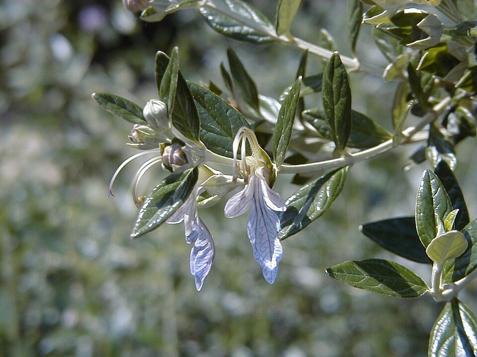 Teucrium fruticans struik met zilvergrijs blad en lila bloemen.