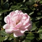 Roze bodembedekkende Fairy-rozenstruik in bloei.