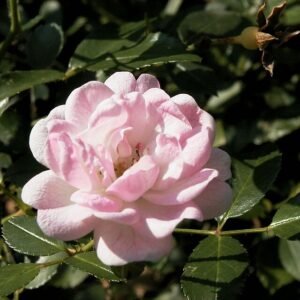 Roze bodembedekkende Fairy-rozenstruik in bloei.