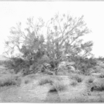 Parkinsonia florida bloeiende gele bloemen op groene takken.
