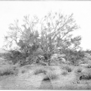 Parkinsonia florida bloeiende gele bloemen op groene takken.