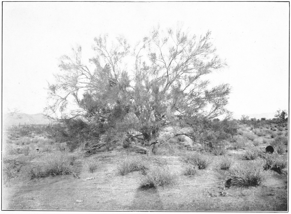 Parkinsonia florida bloeiende gele bloemen op groene takken.