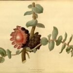 Protea amplexicaulis bloeiende witte bloem in schaduwrijke omgeving.