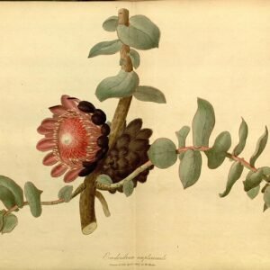 Protea amplexicaulis bloeiende witte bloem in schaduwrijke omgeving.