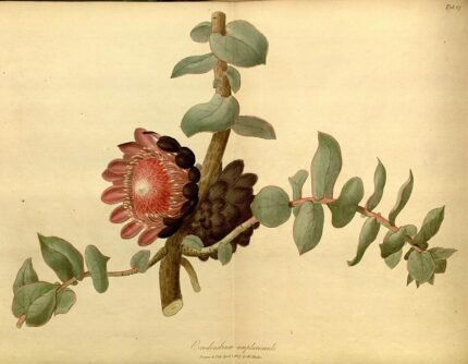 Protea amplexicaulis bloeiende witte bloem in schaduwrijke omgeving.