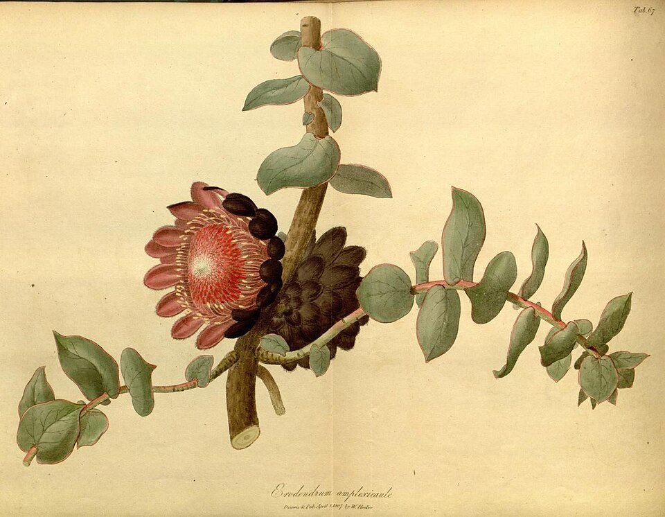 Protea amplexicaulis bloeiende witte bloem in schaduwrijke omgeving.