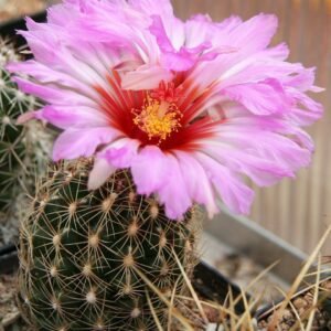 Thelocactus bicolor cactus met levendige groene en rode tinten.