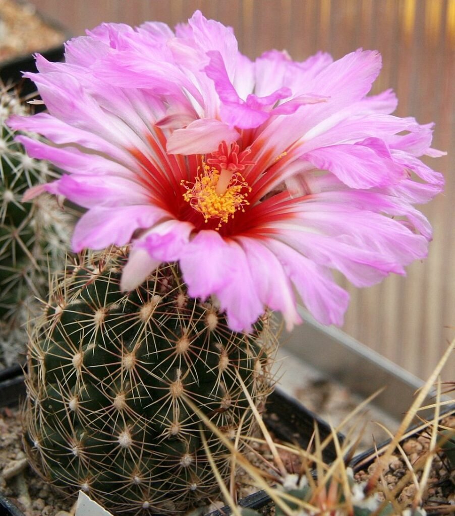 Thelocactus bicolor cactus met levendige groene en rode tinten.