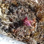Thelocactus conothelos cactusplant met roze bloemen en stekelige groene stelen.