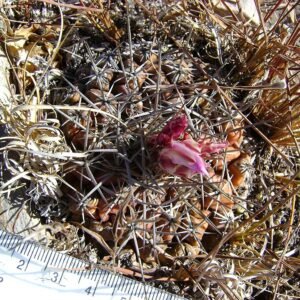 Thelocactus conothelos cactusplant met roze bloemen en stekelige groene stelen.