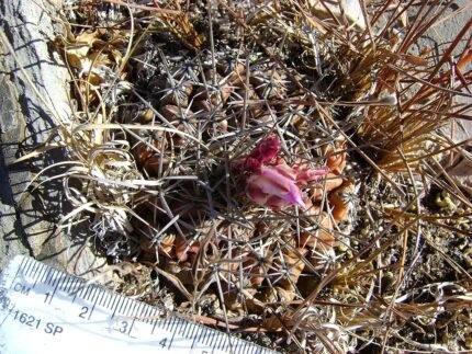 Thelocactus conothelos cactusplant met roze bloemen en stekelige groene stelen.