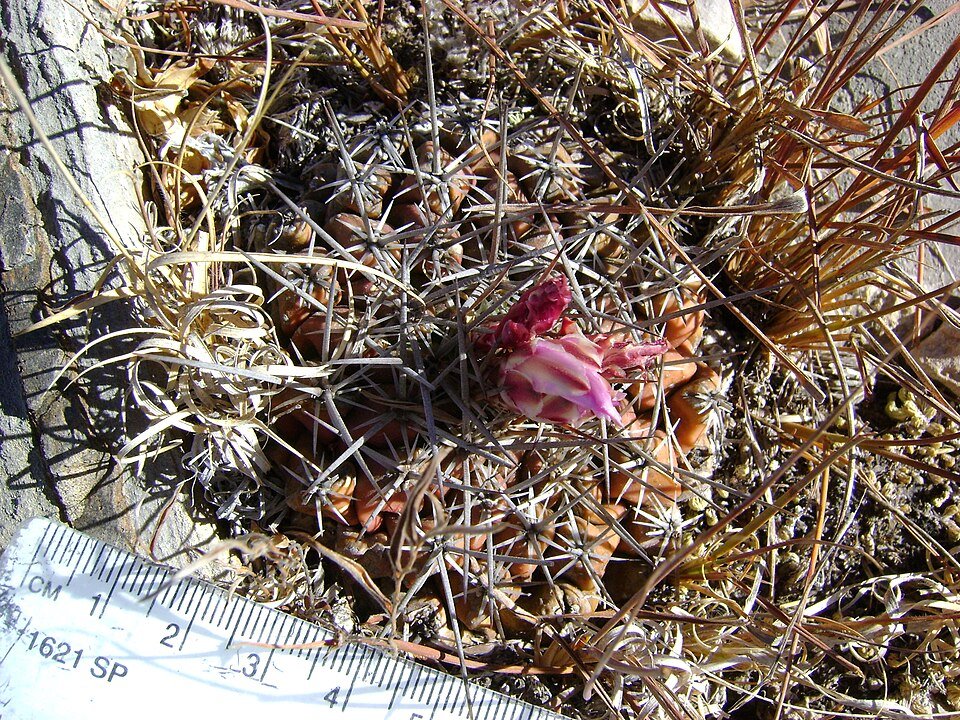 Thelocactus conothelos cactusplant met roze bloemen en stekelige groene stelen.