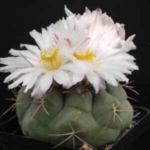Thelocactus hexaedrophorus plant met zachte groene stekels in pot.