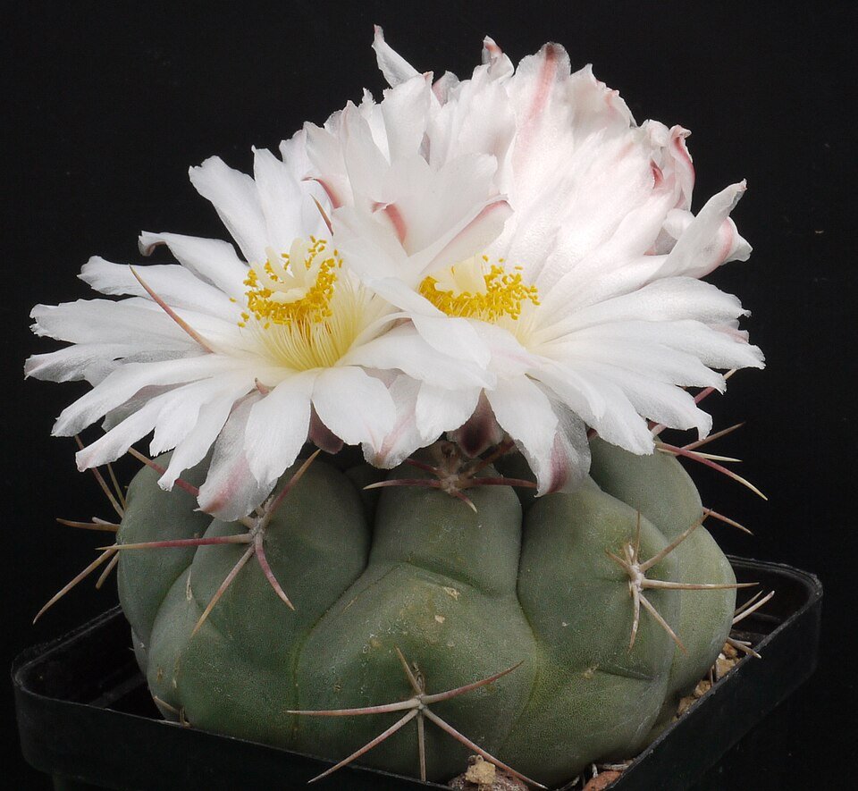 Thelocactus hexaedrophorus plant met zachte groene stekels in pot.