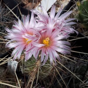 Thelocactus lausseri met heldergroene stekels en gele bloemen op stenen achtergrond.
