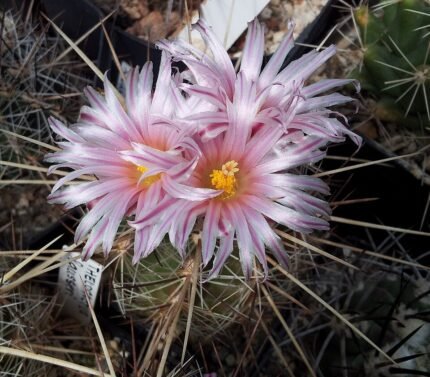 Thelocactus lausseri met heldergroene stekels en gele bloemen op stenen achtergrond.