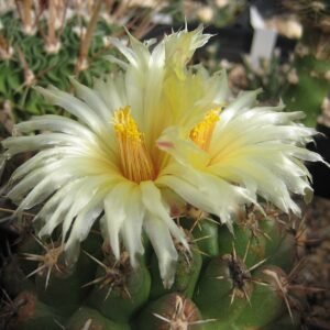 Thelocactus leucacanthus in bloei met roze bloem en stekels.