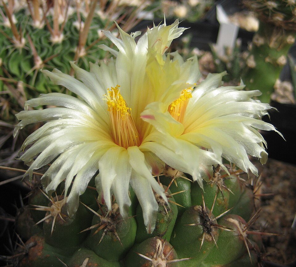 Thelocactus leucacanthus in bloei met roze bloem en stekels.
