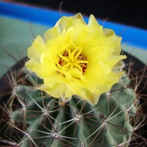 Stekelige Thelocactus setispinus plant met roze bloemknoppen op stenen achtergrond.
