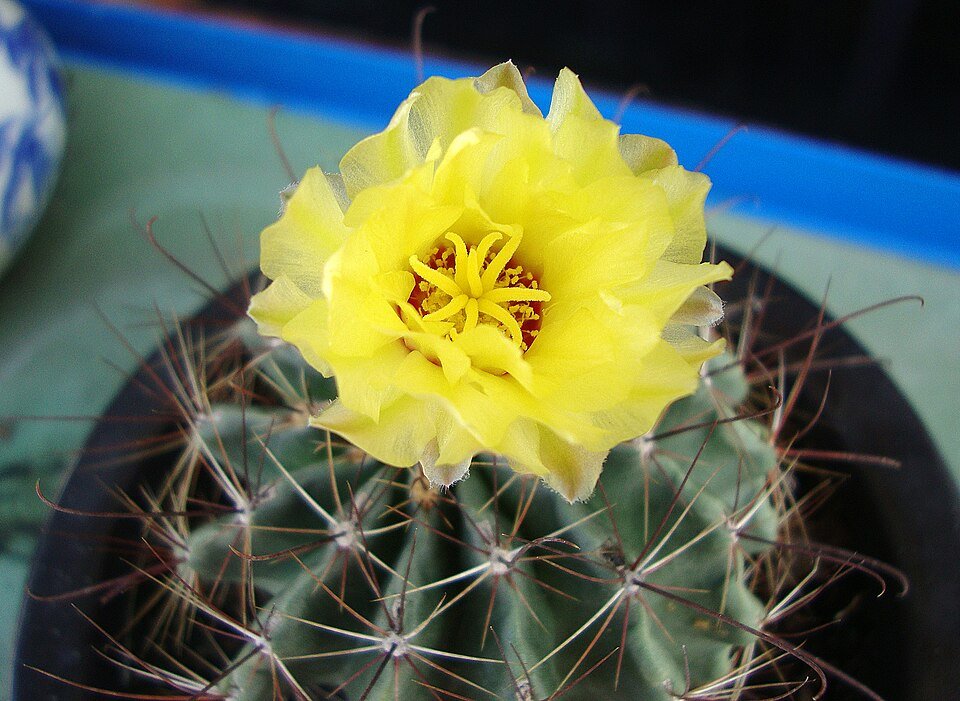 Stekelige Thelocactus setispinus plant met roze bloemknoppen op stenen achtergrond.