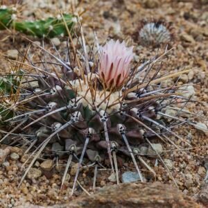 Thelocactus tulensis cactusplant met roze bloemen in de Botanische Tuin van München, Duitsland.