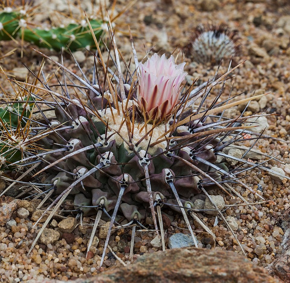 Thelocactus tulensis cactusplant met roze bloemen in de Botanische Tuin van München, Duitsland.