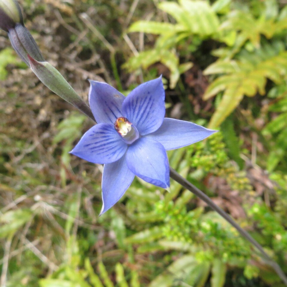 Vivid blue Thelymitrinae orchid in full bloom with delicate petals and green leaves.